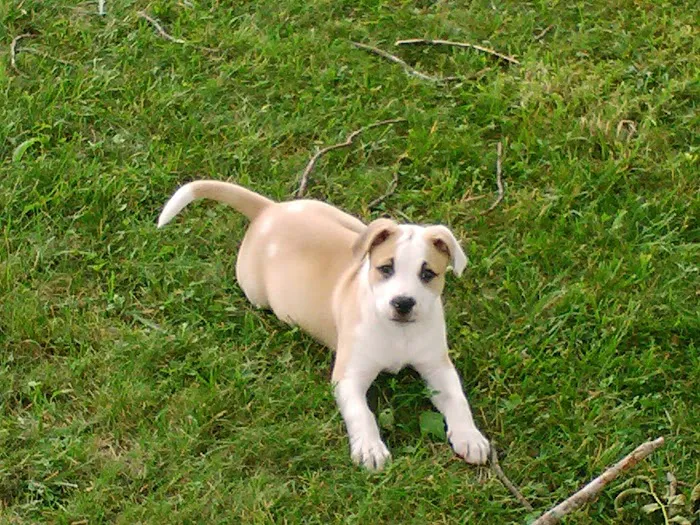 Wythe County Animal Clinic 8