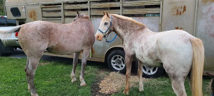 Wythe County Animal Clinic 3
