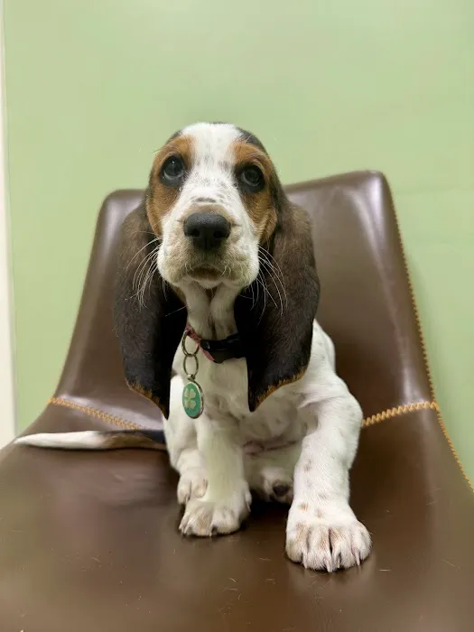 Stokesdale Veterinary Hospital 1