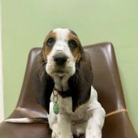 Stokesdale Veterinary Hospital ico