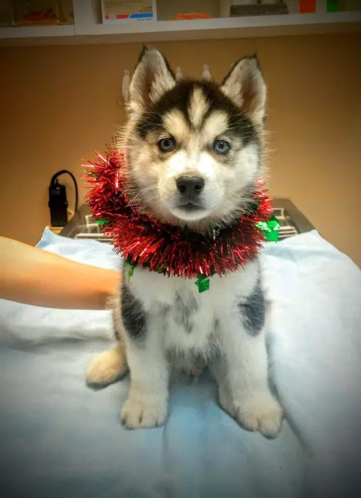 Stokesdale Veterinary Hospital 7