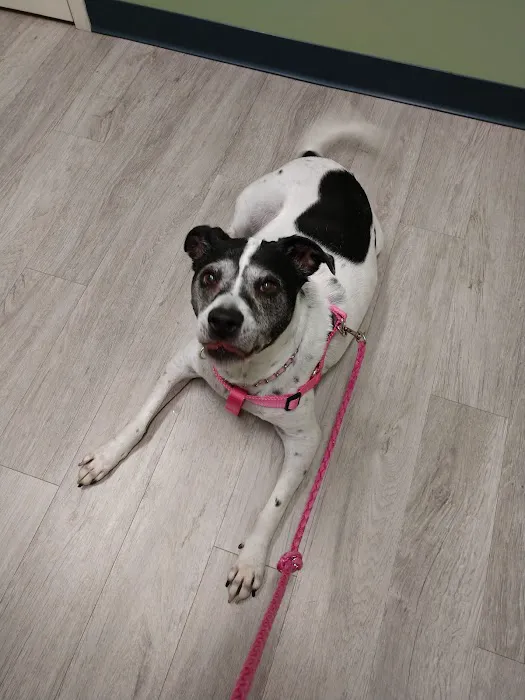 Stokesdale Veterinary Hospital 6