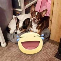 Wentworth Animal Hospital PLLC ico