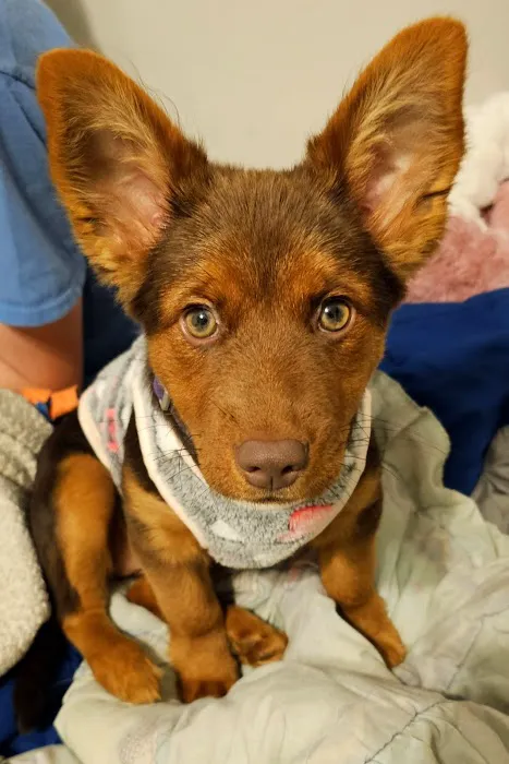 King's Crossing Animal Hospital 6