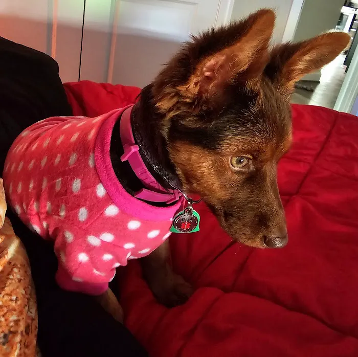 King's Crossing Animal Hospital 8
