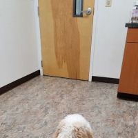 King's Crossing Animal Hospital ico