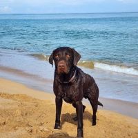 Eden Veterinary Hospital ico