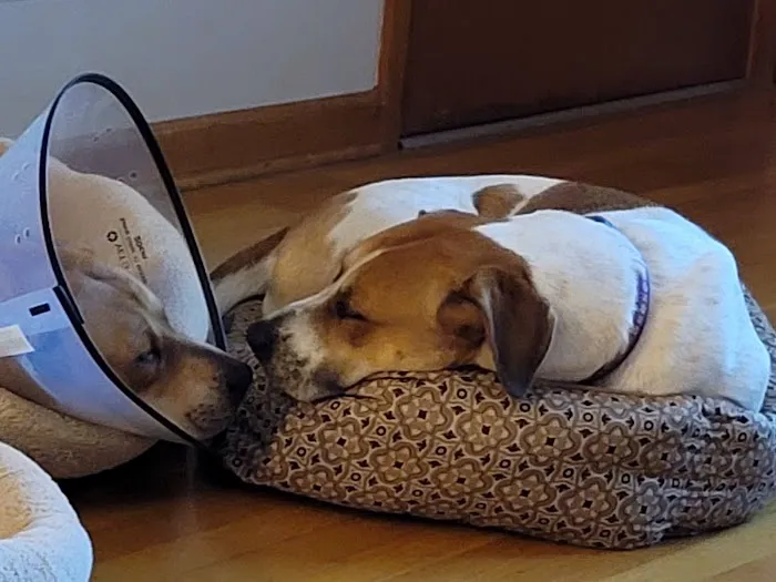 Central Animal Hospital 6