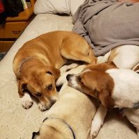 Central Animal Hospital ico