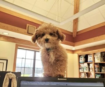 The Animal Hospital At Lake Brandt