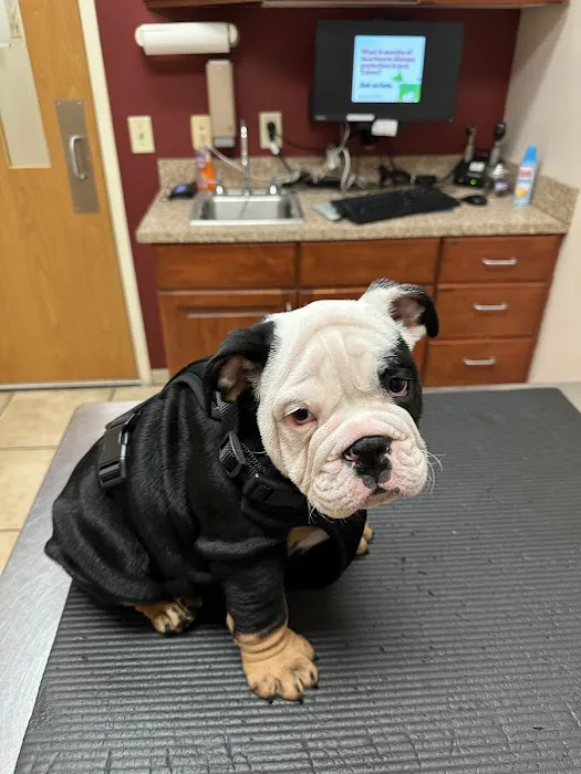 The Animal Hospital At Lake Brandt 12