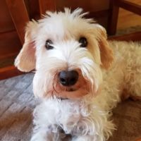 Northwest Animal Hospital : Veterinarian, Oak Ridge, NC ico