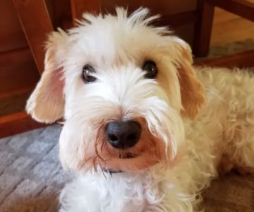 Northwest Animal Hospital : Veterinarian, Oak Ridge, NC