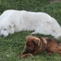 Summerfield Veterinary Hospital P.L.L.C. ico