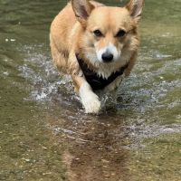 Carr Veterinary Hospital ico