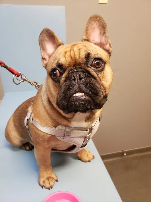 Pet Clinic of Rocky Mount 7