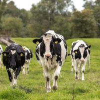 New River Veterinary Services ico