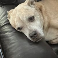 Riner Animal Clinic ico