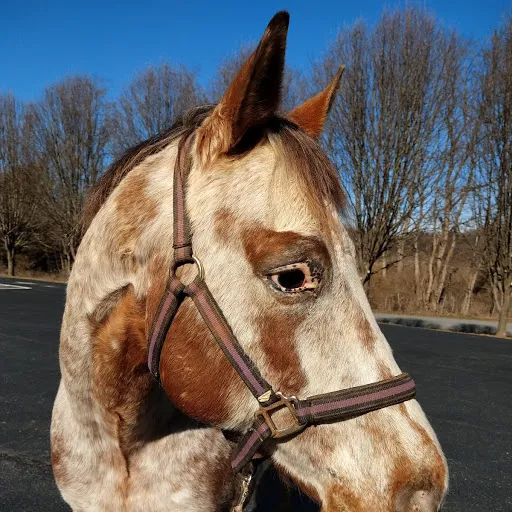 Appalachian Veterinary Services, Inc. 3