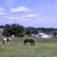 Appalachian Veterinary Services, Inc. ico
