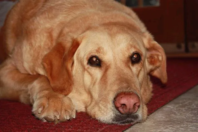 Appalachian Veterinary Services, Inc. 7