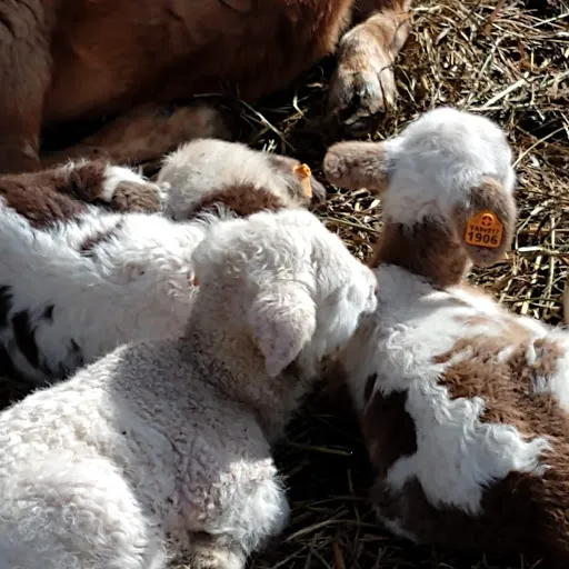 Appalachian Veterinary Services, Inc. 9