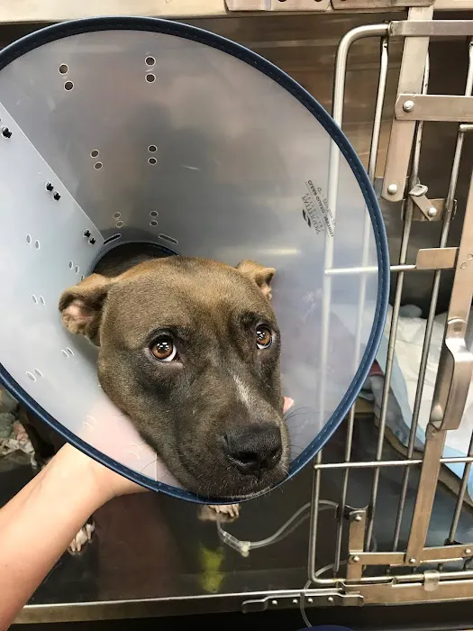 All For Paws Animal Clinic 9
