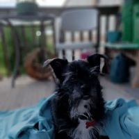 Blacksburg Animal Clinic ico