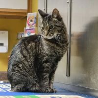 Riverside Veterinary Clinic: Potter Cliff DVM ico