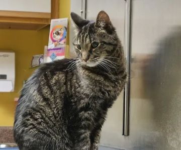 Riverside Veterinary Clinic: Potter Cliff DVM