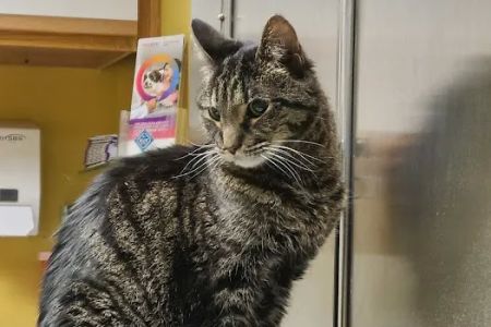 Riverside Veterinary Clinic: Potter Cliff DVM