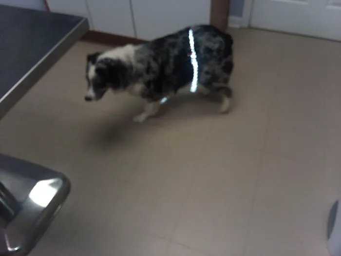 Riverside Veterinary Clinic: Potter Cliff DVM 5