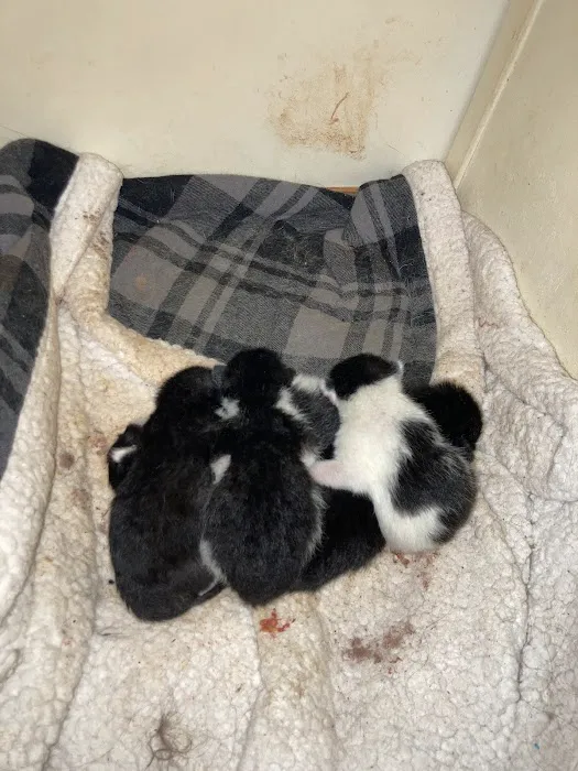 Brosville Animal Clinic 12