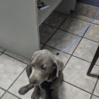 Brosville Animal Clinic ico