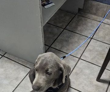 Brosville Animal Clinic