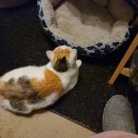 Franklin County Animal Hospital ico