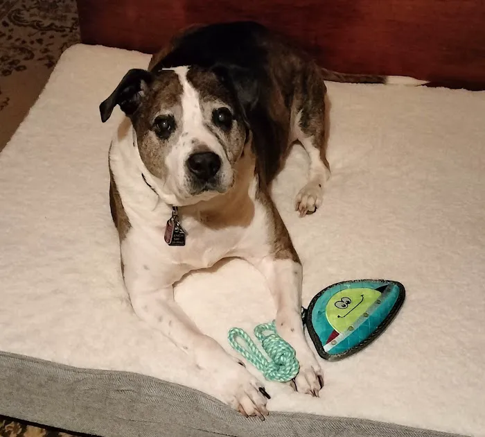 Franklin County Animal Hospital 5