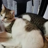 Canby Veterinary Clinic Inc ico