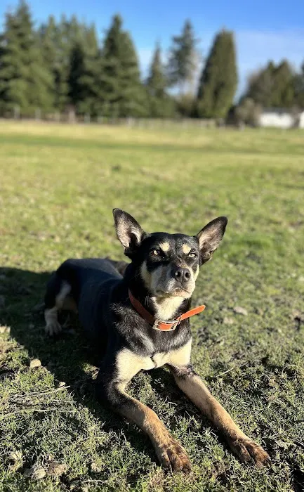 Canby Veterinary Clinic Inc 12