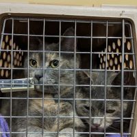 Birch Street Animal Clinic ico