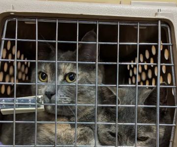 Birch Street Animal Clinic