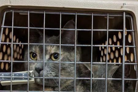 Birch Street Animal Clinic