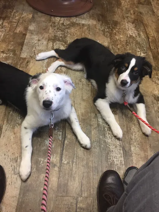 Birch Street Animal Clinic 12