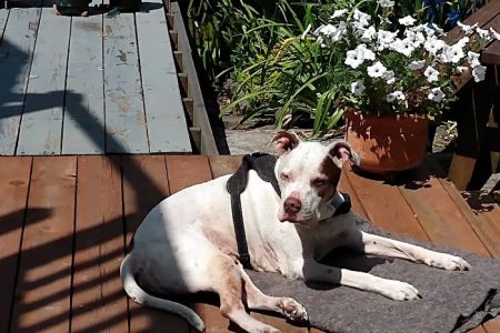 Molalla Veterinary Clinic