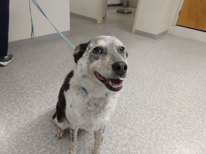 Molalla Veterinary Clinic 4