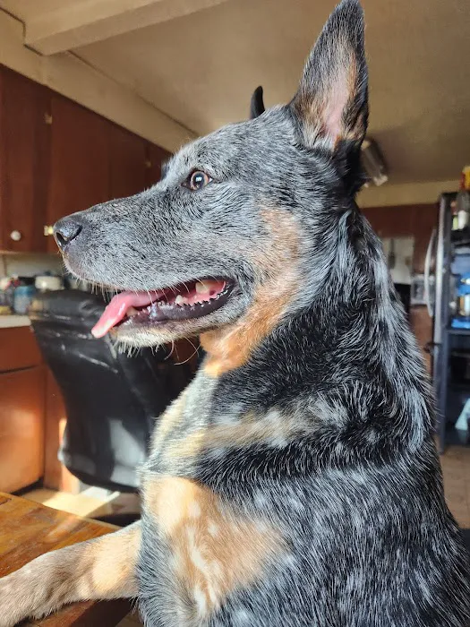 Molalla River Veterinary Center 7