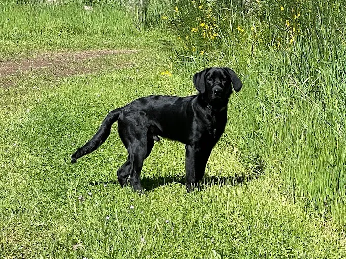 Molalla River Veterinary Center 8
