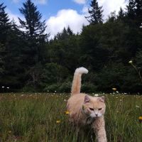Molalla River Veterinary Center ico