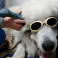 South Clackamas Veterinary Services ico
