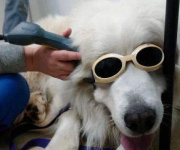South Clackamas Veterinary Services